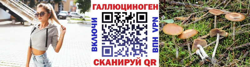 Купить где  Ярославль  Галлюциногенные грибы Psilocybine cubensis 